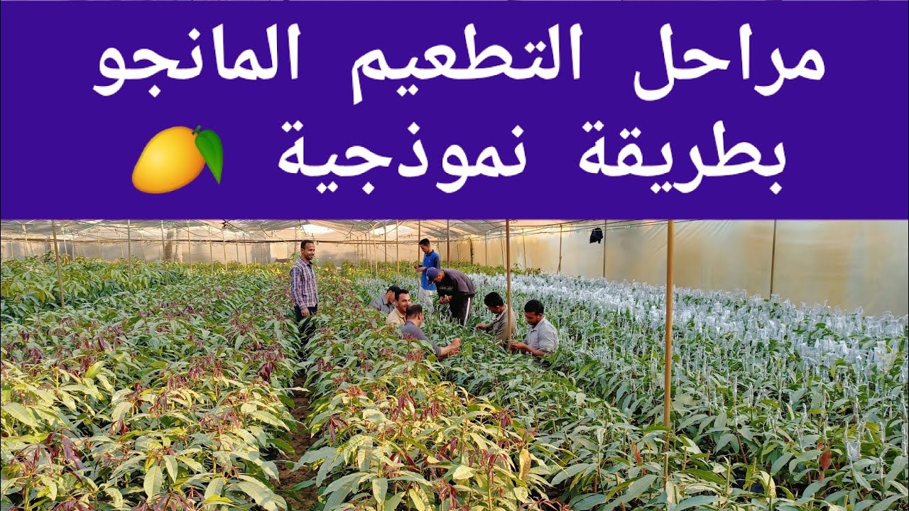مراحل تطعيم المانجو | شرح وافي لطرق التطعيم النموذجية | تطعيم صنف كريمسون برايد علي أصول سكري ملش 🥭👍