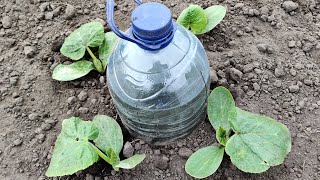 : How to Make Drip Watering from a Bottle. Everything Ingenious is Simple.