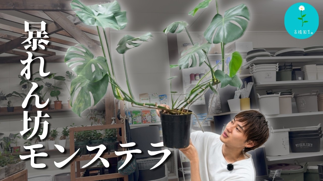 Houseplants] Propagating and Resetting Your Monstera Through