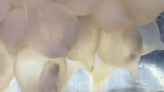 Baby Cuttlefish ‘swimming’ in egg