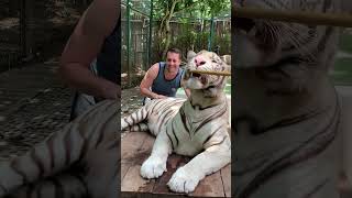 Thailand Tiger Kingdom Chiang Mai 100 % Scariest Yet Rewarding Encounter