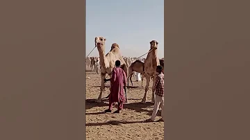 الإبل في السودان سوق الموليح لصادر الإبل 24 1 2023 
