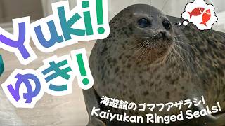 Osaka Aquarium Ringed Seals! Yuki, Arare, Moya! Snack Time, Enrichment, & Play! 海遊館アザラシのおやつ・遊び! 🦭💖🐟🦭 Osaka Aquarium Ringed Seals! Yuki, Arare, Moya! Snack Time, Enrichment, & Play! 海遊館アザラシのおやつ・遊び! 🦭💖🐟🦭