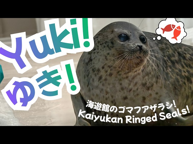 Osaka Aquarium Ringed Seals! Yuki, Arare, Moya! Snack Time