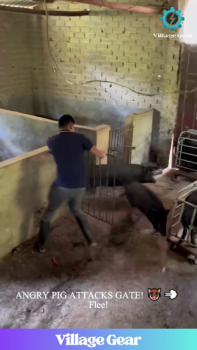 WILD PIG CHASE! 🐖 Farmer vs Beast - WHO WINS?! 🤯 #pigchase #dangerousjobs #parkour #viral