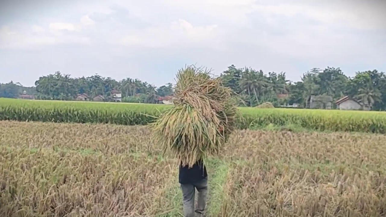 Traditional Rice Transport by Rural Farmers 