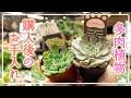 【園芸店へ行ってみた！】多肉植物を連れて帰ったらまずはこう！