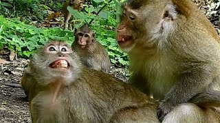 oohps ... Asuse try attack bites for-cing young girl monkey for B B she cries by hurt