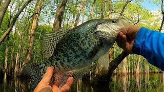 'Catch loads of Crappie fishing with a beetle spin and live minnow'