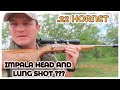 .22 hornet(RUGER) V.S Impala head and lung shot. Is this even possible