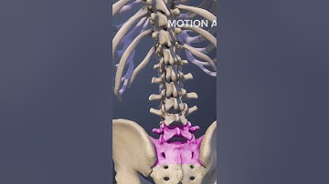 Functions of the L5-S1 Spinal Motion Segment