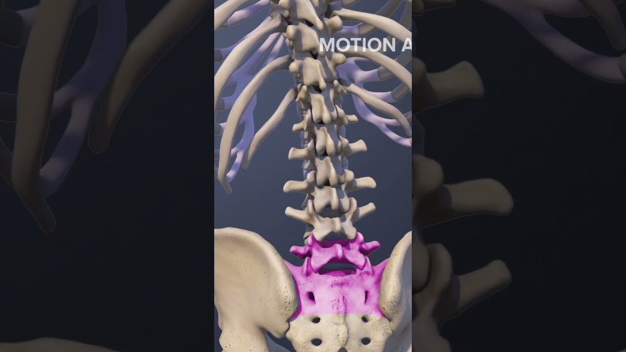 Functions Of The L5 S1 Spinal Motion Segment