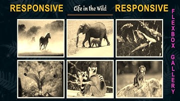 Flexbox Gallery Using HTML & CSS | Responsive Image Gallery