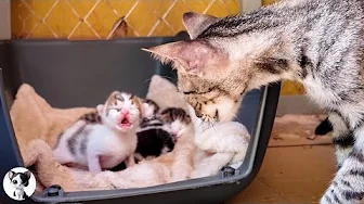 Kitten meowing loudly and asking milk from her mommy