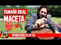 Tamaño ideal de maceta para cada Chile, Ají y Pimiento #PIMIERCOLES Ep 03