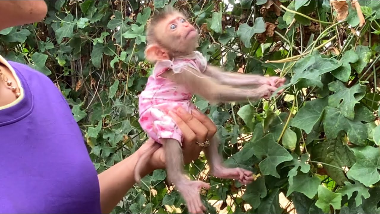 Wow!! The clever monkey LIORA tries to pull the vegetables while ...