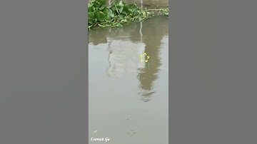 Mancing Ikan Tawes Balapan Dengan Enceng