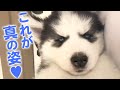 実はこんな性格です！ ハスキー犬の可愛すぎる素顔…♥【PECO】