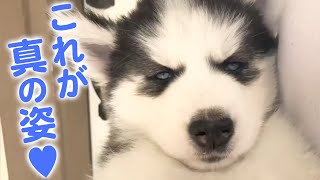 実はこんな性格です ハスキー犬の可愛すぎる素顔…♥【PECO】