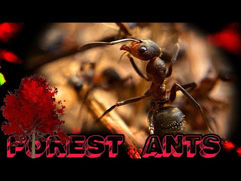 Завел рыжих лесных муравьев у себя дома! Часть 1