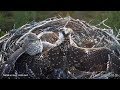 Goshawk kills three osprey chicks~5:00 AM 2019/07/12