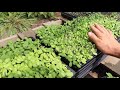 Microgreens (Start to Finish)