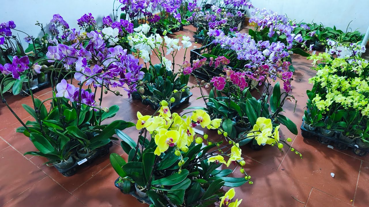 Lan rừng tối 01/1/2_siêu hồ điệp rẻ, địa lan rẻ tết_0392598516