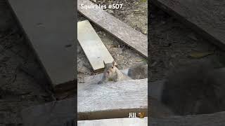 🐿️509: Jill #squirrel getting pumped for pecans. #squirrels #animal #backyard #wild #cute #animals