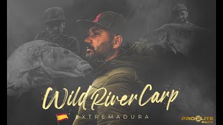 Carpfishing  The Best Wild river Carp in Spain