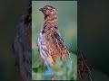 Common Quail Sounds Viral Birds Nature Rap Wildlife Comedy Animals Dog Music Birdsounds 