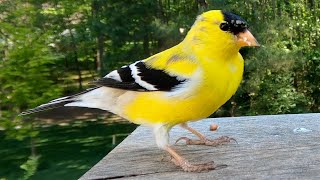 American Goldfinch - Watch before your next bird outing!