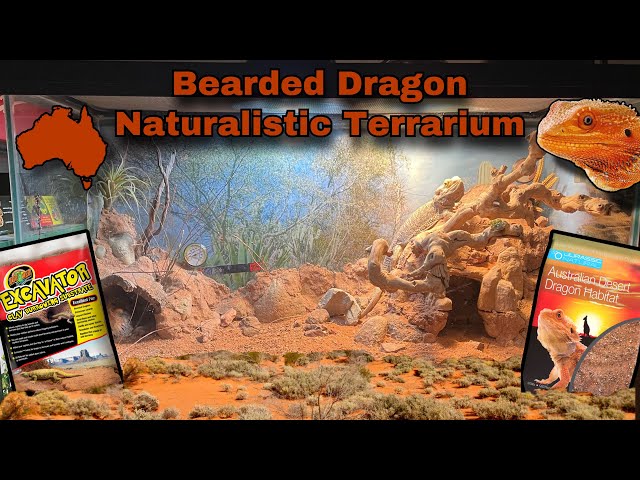 Setting up a Naturalistic Bearded Dragon Terrarium with Excavator Clay! 