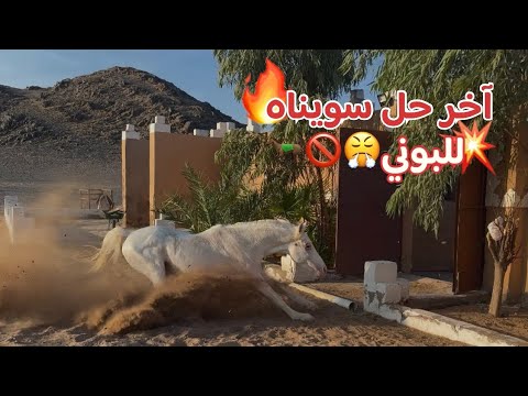 انطلق البوني وطرد الأمهار من المربط ضاعوا