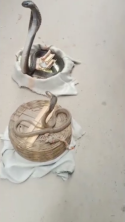 main Teri Dushman Dushman tu Mera main nagin tu sapera #snake video || nag aur nagin #shorts