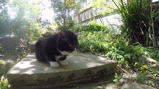 もんたの散歩を追いかけてみた