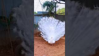 peacock / मोर / 孔雀 / طاووس أبيض سبحان الخالق