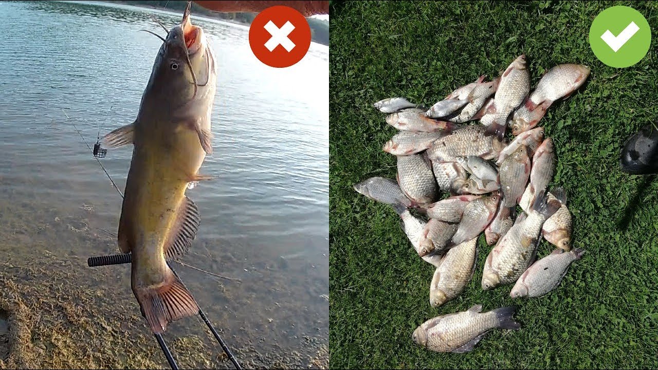 KAKO SAM IZBEGAO CVERGLANA NA UDICI I PECAO DRUGU RIBU U FIDER RIBOLOVU - 4K VIDEO