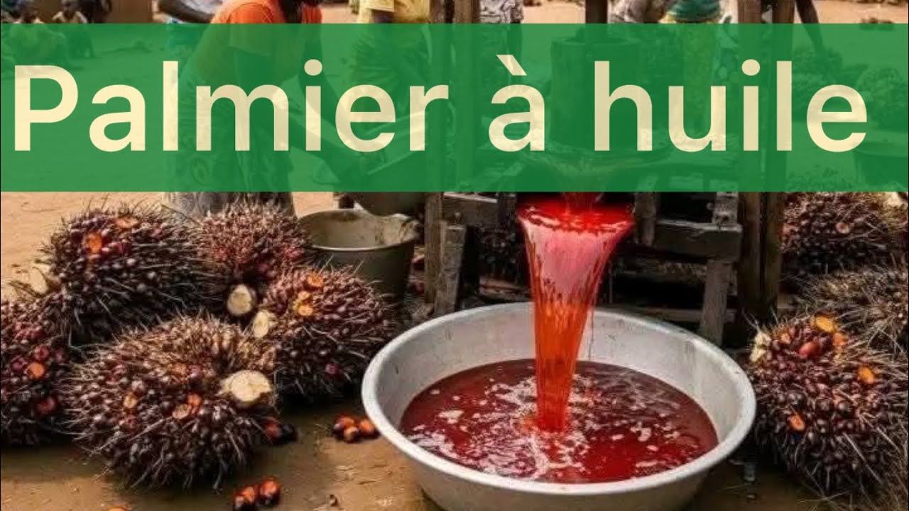 Réussir la culture du palmier à huile en 2026 : itinéraire technique détaillé
