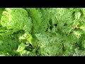 2010年１０月５白菜受難
