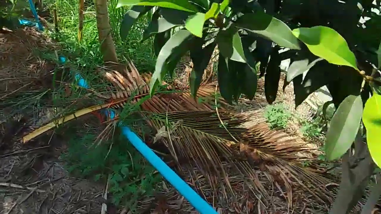 ปลูกต้นอะโวคาโดชุดที่ 2 ได้ 3 เดือนแล้วครับ