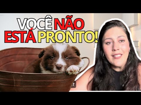 Não para de aparecer Border Collie para adoção! 