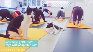 &quot;ME-OM&quot; Cat Yoga