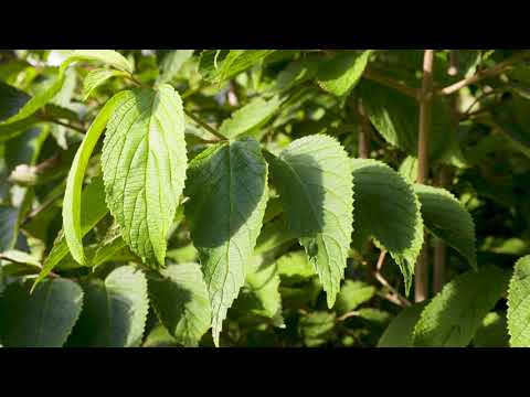Video: Wat is een Blackhaw Viburnum-boom: Blackhaw-boomverzorging in het landschap