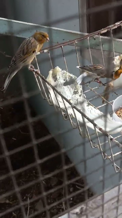 Kenari koloni F1 SF sedang makan #birds #canary #kenari #kenarigacor #ternakkenari #singer #aviary