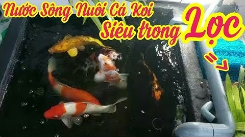 Hồ Cá Koi 500l Nhỏ Gọn - Em Khoa Ở Bến Tre Dùng Nước Sông Nuôi Cá Cực Hay.Lọc Sau 15p Nước Trong Vắt