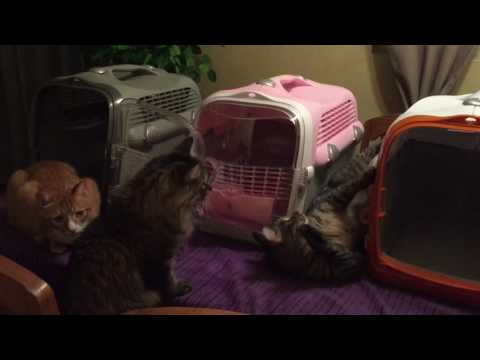 catit-cabrio-cat-carrier-review-😺