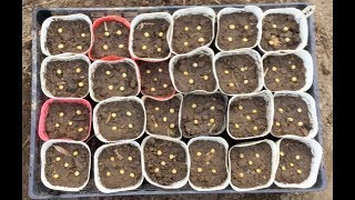 2019.05.25 栽培種子と栽培者の記憶