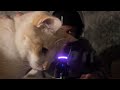 Actual Sleepyyyy ASMR (03:00 AM) ¬ Ft. Surprise Cat Guest