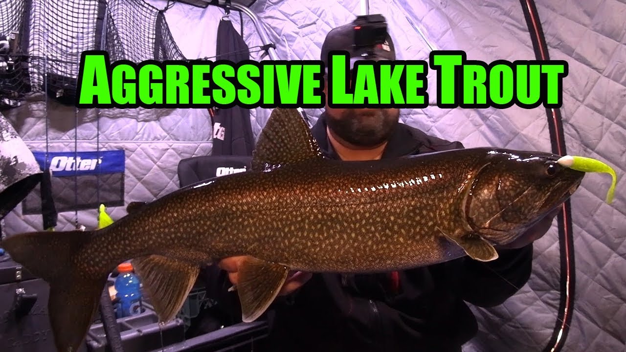 Dark Aggressive Lake Trout! | Ice FISHING!!! - YouTube