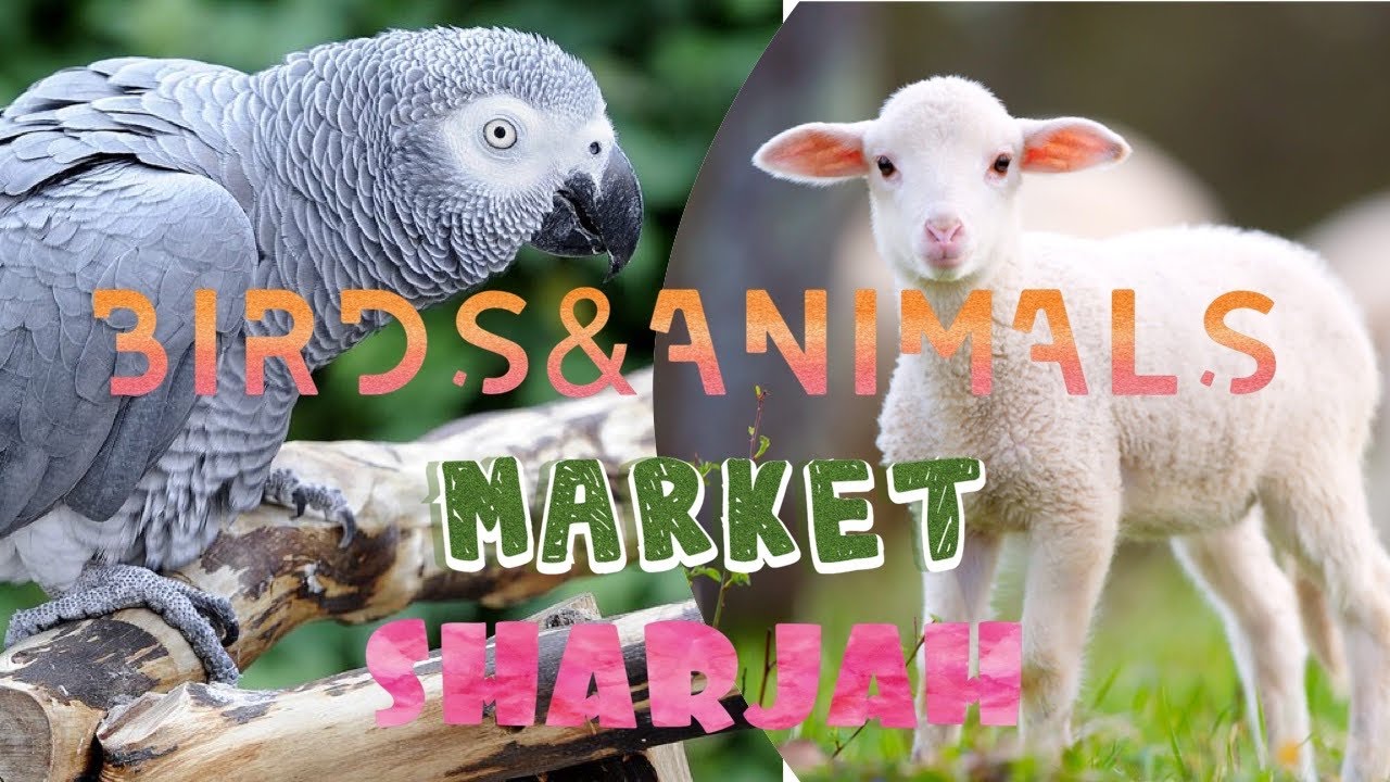 BIRDS&ANIMAL MARKET SHARJAH👌👌 YouTube